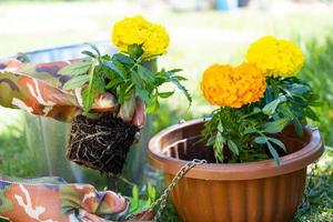 Gelb und Orange Ringelblume Sämlinge mit Wurzeln sind bereit zum Pflanzen im das öffnen Boden im Frühling. unprätentiös Garten Blumen im das Hände von ein Gärtner, Blume Bett und Hof Pflege foto