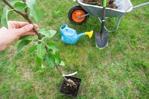 ein Apfel Baum Sämling im das Garten ist bereit zum Pflanzen im das öffnen Boden. Obst Baum von das Kindergarten, wachsend organisch Früchte auf Ihre Seite? ˅ foto