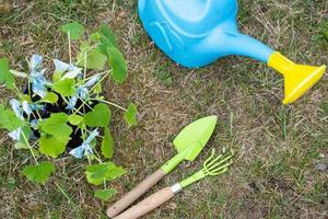 Sämlinge von Zucchini im Torf Brille zum Pflanzen auf ein Garten Bett im das Frühling. foto