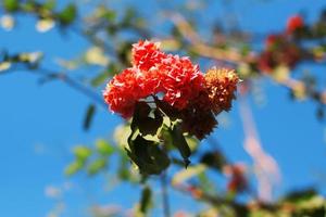 Rosa Bougainvillea Blumen mit Blau Himmel und natürlich Licht foto