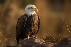 schön und majestätisch kahl Adler. amerikanisch Adler auf ein Stein. Herbst Hintergrund mit Gelb, braun und Grün Farben. ai generativ foto