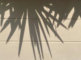 Blätter Schatten Hintergrund auf Beton Mauer Textur, Blätter Baum Geäst Schatten mit Sonnenlicht foto