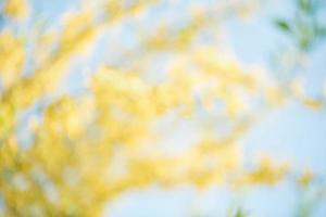 Frühling Blühen Forsythie verschwommen Hintergrund. foto