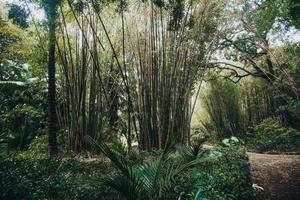 jardim botanisch Jose tun Gesang im ponta Delgada, sao miguel, das Azoren foto