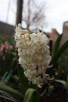 Weiß Hyazinthe theard im ein des Mannes lokal Garten foto