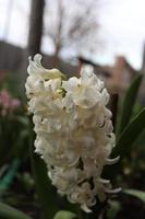 Weiß Hyazinthe theard im ein des Mannes lokal Garten foto