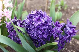 ein Strauß von Blau Hyazinthe im ein lokal des Mannes Garten foto