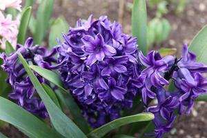 ein Strauß von Blau Hyazinthe im ein lokal des Mannes Garten foto