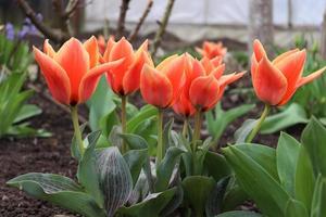 ein Strauß von klein rot Tulpen gefunden im ein lokal Umgebung foto