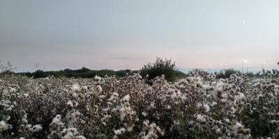 Abend im das Wiese. wunderbar Sonnenuntergang. Blühen Distel. foto