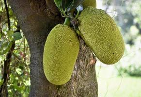 inmitten üppig Laub, ein Grün Jackfrucht hängt von ein Baum, vielversprechend ein köstlich Mahlzeit foto