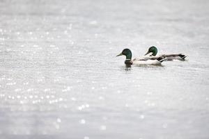 natürlich Hintergrund zwei Drakes sind Schwimmen im das Wasser. foto