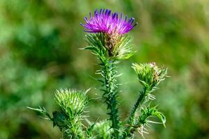 schöne wachsende Blumenwurzel Klettendistel auf Hintergrundwiese foto