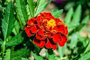 feine wild wachsende Ringelblume Calendula auf Hintergrundwiese foto