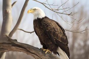 ein Adler thront auf oben von ein Baum Ast. ai generiert foto