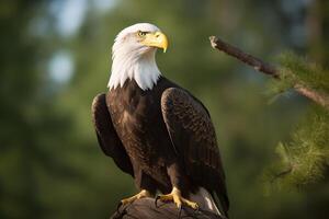 ein Adler thront auf oben von ein Baum Ast. ai generiert foto