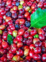 schließen oben von frisch rot roh Beere Kaffee Bohnen und Kaffee Blätter foto