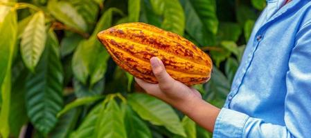 Landwirtschaft Gelb reif Kakao Schoten im das Hände von ein Junge Bauer, geerntet im ein Kakao Plantage foto