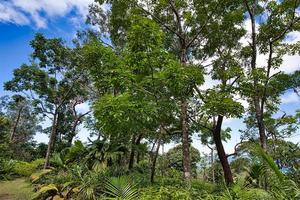 Tee Taverne gehen, Dieb und Tausendfüßler Palme und Eukalyptus Baum, Restauration, mahe Seychellen foto