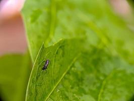 ch auf anmutig Bibionidae pera Blatt foto