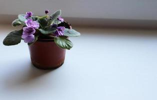 Foto Blühen violett Saintpaulia im Topf auf Fensterbrett