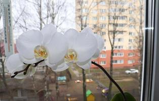 Foto Blumen von ein Weiß Orchidee Phalaenopsis
