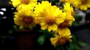 Nahansicht und Ernte Chrysantheme mit natürlich Licht foto