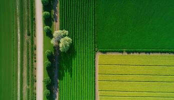 generativ ai, Bauernhof Landschaft, landwirtschaftlich Felder, schön Landschaft, Land Straße. Natur Illustration, fotorealistisch oben Aussicht Drohne, horizontal Banner. foto