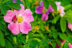 schön dunkel Rosa Blume Hagebutte Nahansicht. Blühen Busch von Hagebutte medizinisch. kostenlos Raum. foto