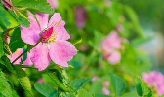 schön dunkel Rosa Blume Hagebutte Nahansicht. Blühen Busch von Hagebutte medizinisch. kostenlos Raum. foto