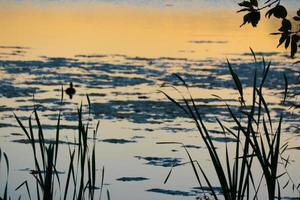 Ente Silhouette im golden Sonnenuntergang foto