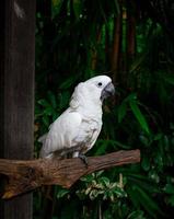 Weiß cacatuidae oder cacatua hängend auf das Ast foto