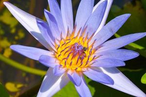 Bienen Pollen von ein lila Lotus Blume Blühen im ein thailändisch Garten foto