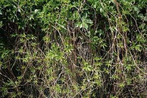 dekorativ Hintergrund von wild Grün Trauben Blätter und Stiele. wild Efeu natürlich Hintergrund. Kopieren Raum. foto