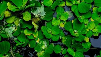 schöne und erstaunliche grüne Wasserpflanze foto