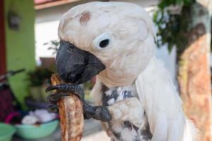 selektiv Fokus zu Kakadu Vogel Essen Kuchen. Sanft Fokus foto