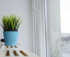 Grün Blume im das Blau Topf in der Nähe von das Fenster foto