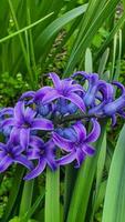 Grün Pflanzen im Sommer. Blumen im das Garten. Hintergrund Hintergrund. foto