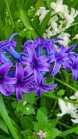 Grün Pflanzen im Sommer. Blumen im das Garten. Hintergrund Hintergrund. foto