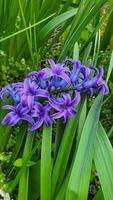 Grün Pflanzen im Sommer. Blumen im das Garten. Hintergrund Hintergrund. foto