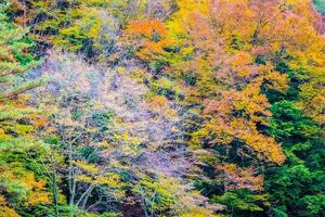 bunter Wald am Berg foto