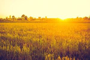 Reisfeld mit Sonnenuntergang foto