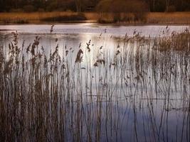 Schilf in goldenem Sonnenlicht, Potteric Carr, South Yorkshire foto