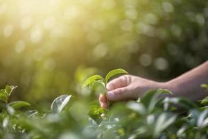 Nahaufnahme, die frische Teeblätter in der natürlichen Bio-Grünteefarm von Hand pflückt foto