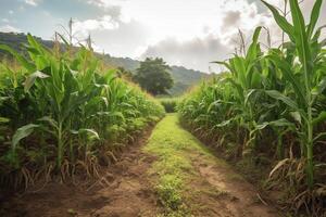 organisch Mais Bauernhof oder Mais Feld Plantage. ai generiert foto