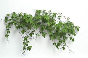 Kriechpflanze Pflanzen 3d Rendern auf Weiß Hintergrund. ai generiert foto