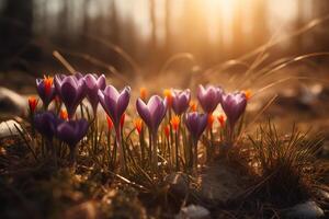 Krokusse mit sonnig Hintergrund. ai generiert foto