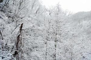 Winter Wald mit Schnee Hintergrund. foto