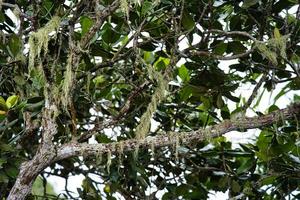 trois frei Natur Pfad, boie de nett, endemisch Baum von Seychellen mahe, Seychellen foto