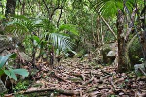 trois frei Natur Pfad, Tausendfüßler Palmen und viele von Wurzeln auf das Fußweg, mahe, Seychellen foto